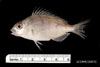 Juvenile Trinectes maculatus - Hogchoker, SEAMAP collections